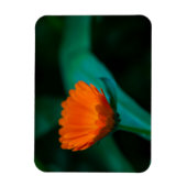 Oranje madeliefbloem magneet (Verticaal)
