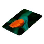 Oranje madeliefbloem magneet (Linkerzijde)