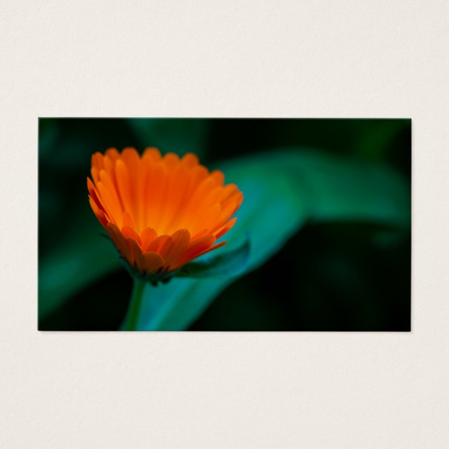 Oranje madeliefbloem visitekaartje (Voorkant)