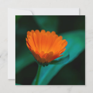 Oranje Madeliefje Bloem Foto Kaart