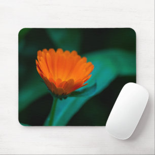 Oranje Madeliefje Bloem Foto Muismat