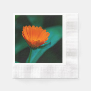 Oranje Madeliefje Bloem Foto Servet