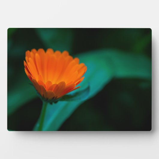 Oranje madeliefje bloem fotoplaat (voorkant)