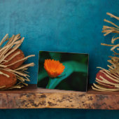 Oranje madeliefje bloem fotoplaat (Zijkant)