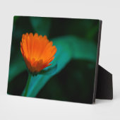 Oranje madeliefje bloem fotoplaat (Zijkant)