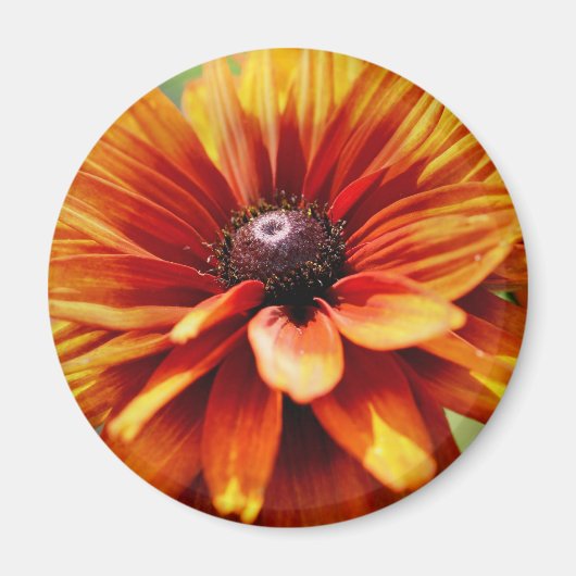 Oranje Madeliefje Bloem Magneet (Voorkant)
