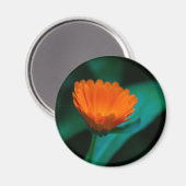 Oranje madeliefje bloem magneet (Voorkant / Achterkant)