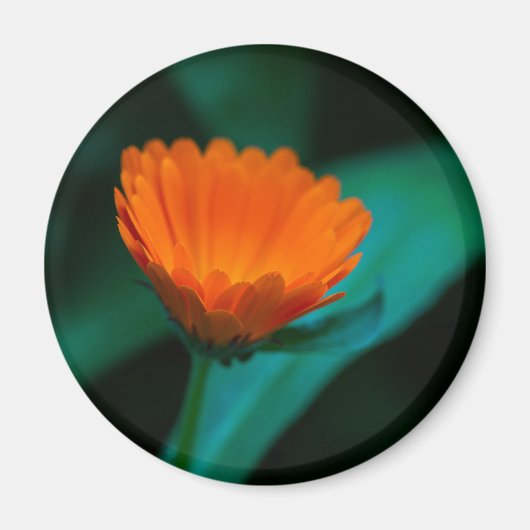 Oranje madeliefje bloem magneet (Voorkant)