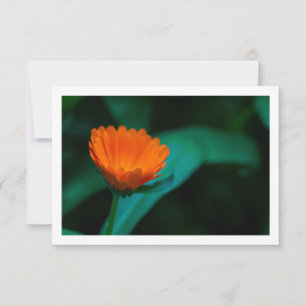 Oranje madeliefje bloem RSVP kaartje