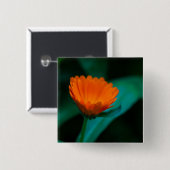 Oranje madeliefje bloem vierkante button 5,1 cm (Voorkant /achterkant)