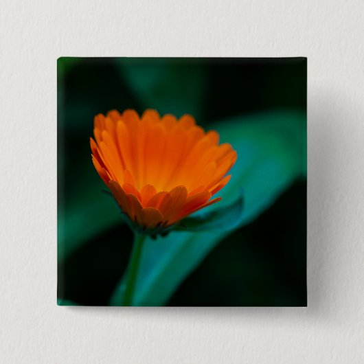 Oranje madeliefje bloem vierkante button 5,1 cm (Voorkant)