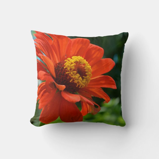 Oranje madeliefje, zinnia, kosmo kussen (Voorkant)