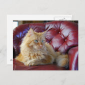Oranje Maine Coon Cat Briefkaart (Voorkant / Achterkant)