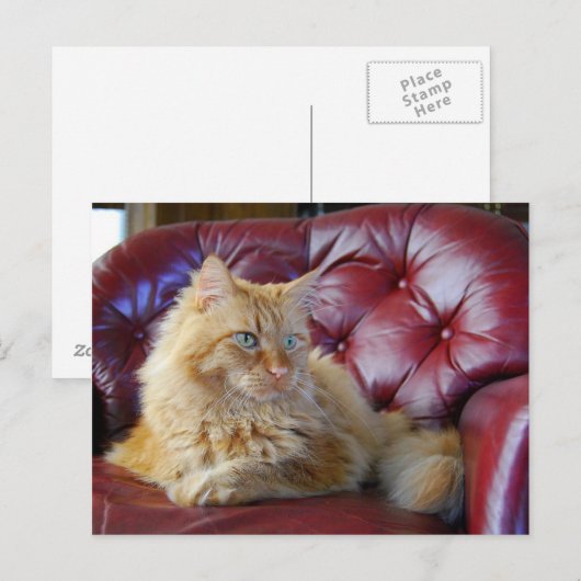 Oranje Maine Coon Cat Briefkaart (Voorkant / Achterkant)