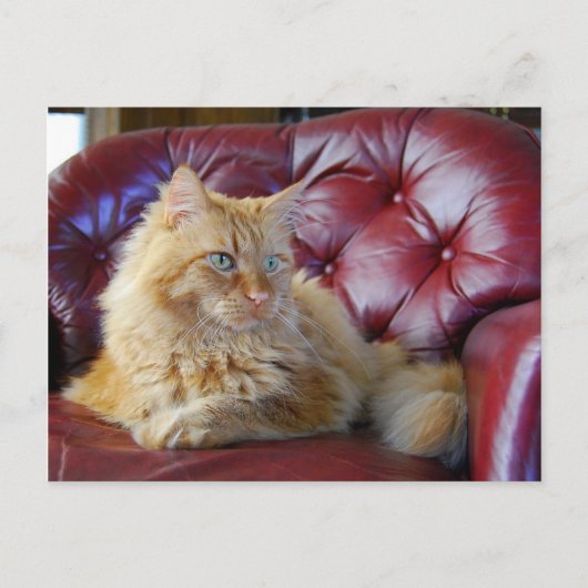 Oranje Maine Coon Cat Briefkaart (Voorkant)