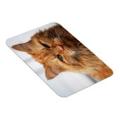Oranje Maine Coon Cat Flexible Photo Magnet Magneet (Rechterzijde)