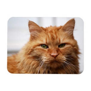 Oranje Maine Coon Cat Flexible Photo Magnet Magneet
