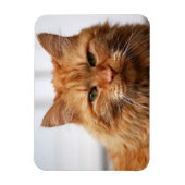 Oranje Maine Coon Cat Flexible Photo Magnet Magneet (Verticaal)