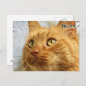 Oranje Maine Coon Cat Post Card Briefkaart (Voorkant / Achterkant)