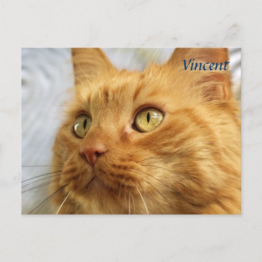 Oranje Maine Coon Cat Post Card Briefkaart (Voorkant)