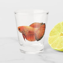 Oranje mannelijke betta illustratie