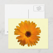 Oranje Marigold Briefkaart (Voorkant / Achterkant)