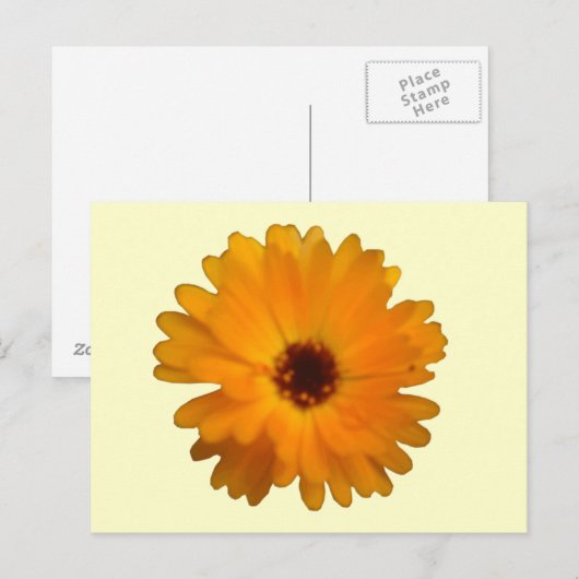 Oranje Marigold Briefkaart (Voorkant / Achterkant)