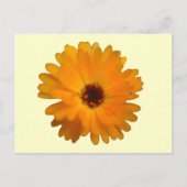 Oranje Marigold Briefkaart (Voorkant)