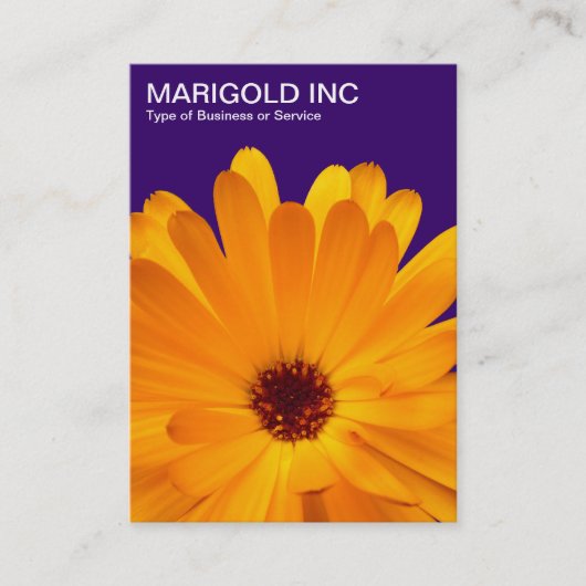 Oranje Marigold - Deep Paars Visitekaartje (Voorkant)