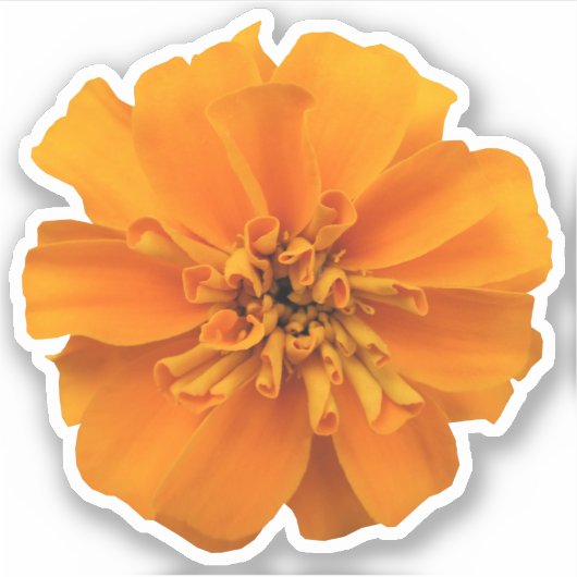Oranje marigold Flower Countour Sticker (Voorkant)