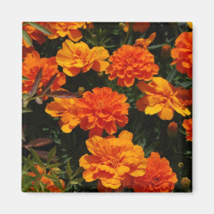 Oranje Marigold Flowers Magnet