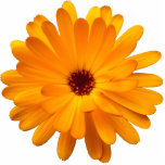 Oranje Marigold Fotobeeldje Magneet<br><div class="desc">Een foto-sculptuur met een aantrekkelijk Oranje Marigold motief,  geweldig als een magneet,  ornament of pin.</div>