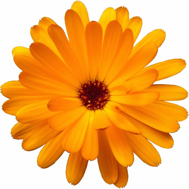 Oranje Marigold Fotobeeldje Magneet (Voorkant)