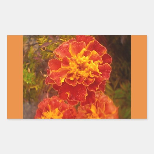 Oranje Marigold Herfst Morning Dew Sticker (Voorkant)
