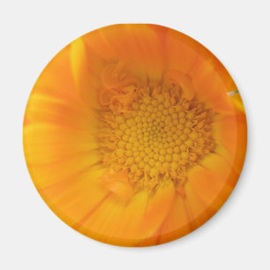 Oranje Marigold Macro Magneet