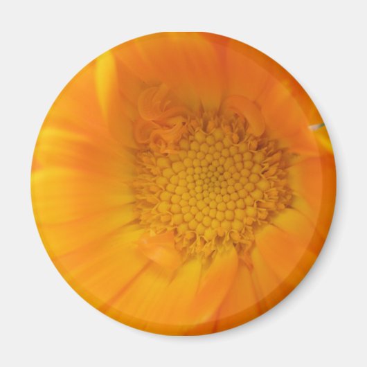 Oranje Marigold Macro Magneet (Voorkant)