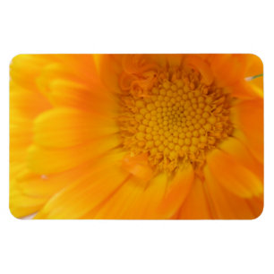 Oranje Marigold Macro Premium Magnet Magneet