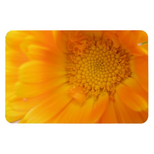 Oranje Marigold Macro Premium Magnet Magneet (Horizontaal)