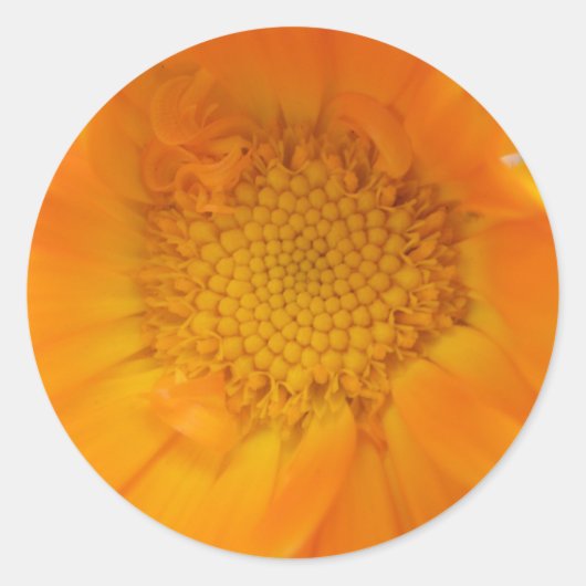Oranje marigold Macro Stickers (Voorkant)