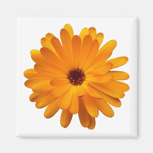 Oranje Marigold Magneet (Voorkant)