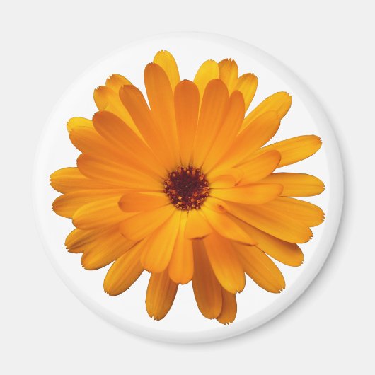 Oranje Marigold Magneet (Voorkant)