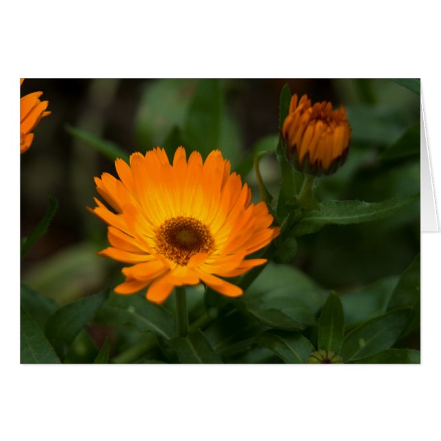 Oranje Marigold | Orangefarbene Ringelblume (Voorkant Horizontaal)
