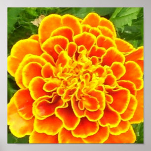 Oranje Marigold Poster afdrukken