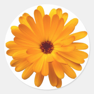 Oranje Marigold Ronde Sticker