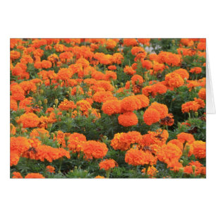  Oranje Marigolds Floral Foto