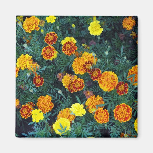 Oranje Marigolds Floral Foto Magneet (Voorkant)