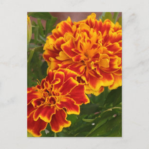 Oranje Marigolds Garden Foto Briefkaart