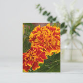 Oranje Marigolds Garden Foto Briefkaart (Staand voorkant)