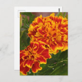 Oranje Marigolds Garden Foto Briefkaart (Voorkant / Achterkant)