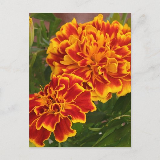 Oranje Marigolds Garden Foto Briefkaart (Voorkant)